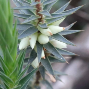 Melichrus urceolatus at O'Connor, ACT - 19 Sep 2020