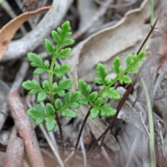 Cheilanthes austrotenuifolia (Rock Fern) at O'Connor, ACT - 18 Sep 2020 by ConBoekel