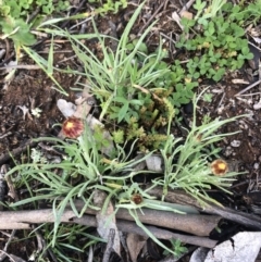 Leucochrysum albicans (Hoary Sunray) at Mount Majura - 20 Sep 2020 by Lisa.Jok
