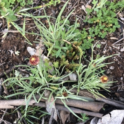 Leucochrysum albicans (Hoary Sunray) at Watson, ACT - 20 Sep 2020 by Lisa.Jok