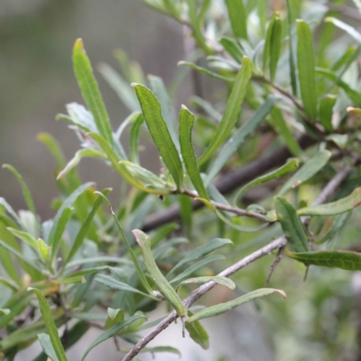 Billardiera scandens (Hairy Apple Berry) at Dryandra St Woodland - 18 Sep 2020 by ConBoekel