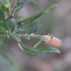 Billardiera scandens at O'Connor, ACT - 19 Sep 2020 09:19 AM