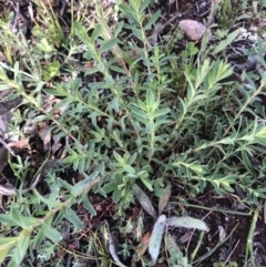 Hypericum perforatum (St John's Wort) at Mount Majura - 20 Sep 2020 by Lisa.Jok