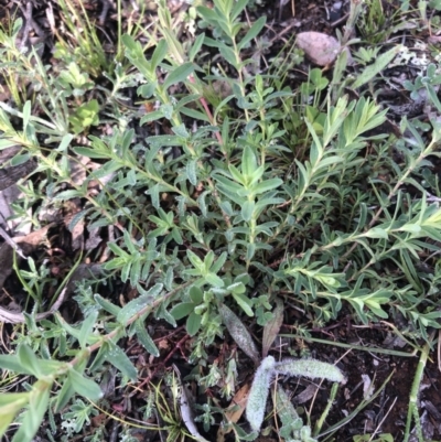 Hypericum perforatum (St John's Wort) at Mount Majura - 20 Sep 2020 by Lisa.Jok