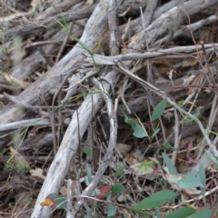 Tricoryne elatior (Yellow Rush Lily) at O'Connor, ACT - 19 Sep 2020 by ConBoekel