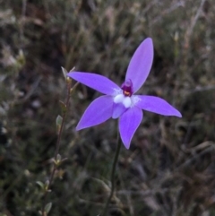 Glossodia major (Wax Lip Orchid) at Lower Boro, NSW - 20 Sep 2020 by mcleana