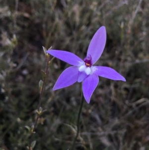 Glossodia major at Lower Boro, NSW - suppressed