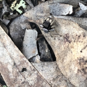 Maratus vespertilio at Watson, ACT - 21 Sep 2020