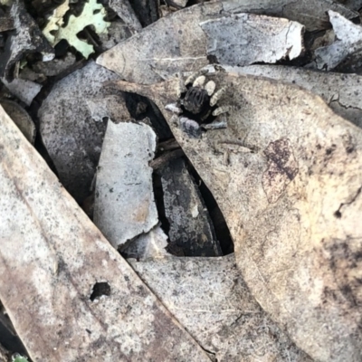 Maratus vespertilio (Bat-like peacock spider) at Watson, ACT - 20 Sep 2020 by Lisa.Jok