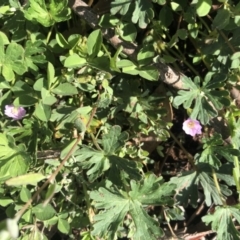 Geranium (genus) (Geranium) at Watson, ACT - 20 Sep 2020 by Lisa.Jok