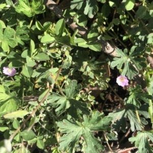 Geranium sp. at Watson, ACT - 20 Sep 2020 11:19 PM