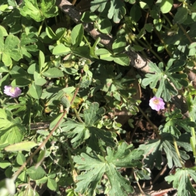 Geranium sp. (Geranium) at Mount Majura - 20 Sep 2020 by Lisa.Jok