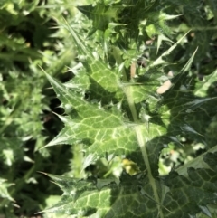 Silybum marianum (Variegated Thistle) at Watson, ACT - 20 Sep 2020 by Lisa.Jok