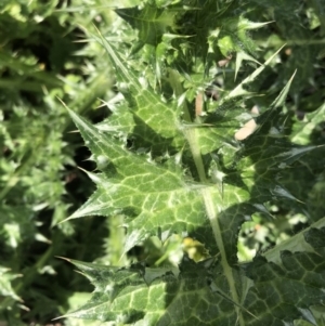 Silybum marianum at Watson, ACT - 20 Sep 2020