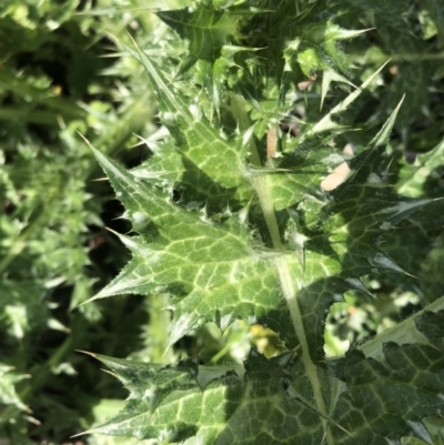 Silybum marianum (Variegated Thistle) at Mount Majura - 20 Sep 2020 by Lisa.Jok