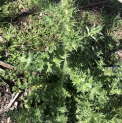 Silybum marianum at Watson, ACT - 20 Sep 2020