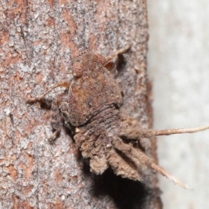 Platybrachys sp. (genus) at Acton, ACT - 11 Sep 2020