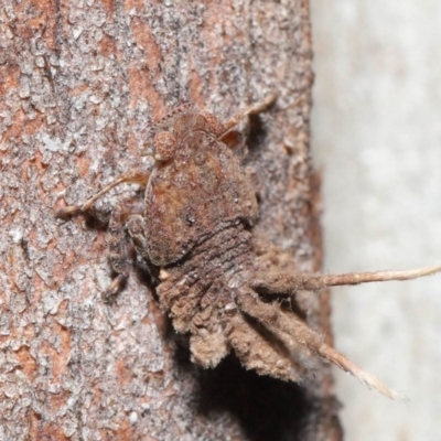 Platybrachys sp. (genus) (A gum hopper) at Acton, ACT - 11 Sep 2020 by TimL