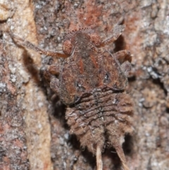 Platybrachys sp. (genus) at Acton, ACT - 11 Sep 2020