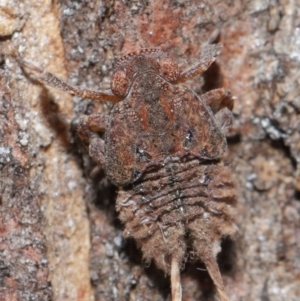 Platybrachys sp. (genus) at Acton, ACT - 11 Sep 2020