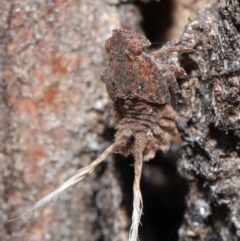 Platybrachys sp. (genus) at Acton, ACT - 11 Sep 2020