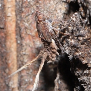 Platybrachys sp. (genus) at Acton, ACT - 11 Sep 2020