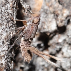 Platybrachys sp. (genus) at Acton, ACT - 11 Sep 2020