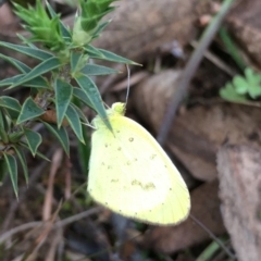 Eurema smilax (Small Grass-yellow) at Lower Boro, NSW - 20 Sep 2020 by mcleana