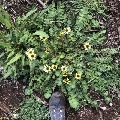 Arctotheca calendula (Capeweed, Cape Dandelion) at Mount Majura - 20 Sep 2020 by Lisa.Jok