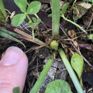 Bulbine bulbosa at Watson, ACT - 20 Sep 2020