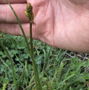 Bulbine bulbosa at Watson, ACT - 20 Sep 2020