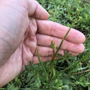 Bulbine bulbosa at Watson, ACT - 20 Sep 2020