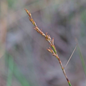 Lepidosperma laterale at O'Connor, ACT - 19 Sep 2020 09:12 AM