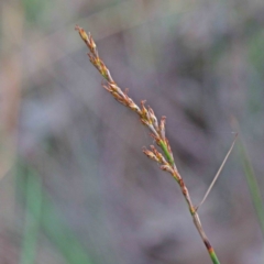 Lepidosperma laterale (Variable Sword Sedge) at O'Connor, ACT - 18 Sep 2020 by ConBoekel