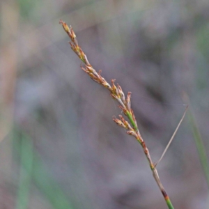 Lepidosperma laterale at O'Connor, ACT - 19 Sep 2020
