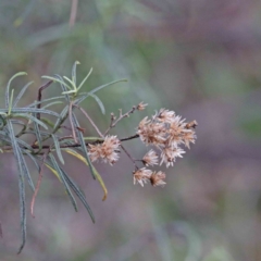 Cassinia quinquefaria (Rosemary Cassinia) at O'Connor, ACT - 19 Sep 2020 by ConBoekel