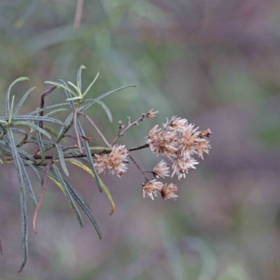 Cassinia quinquefaria (Rosemary Cassinia) at O'Connor, ACT - 18 Sep 2020 by ConBoekel