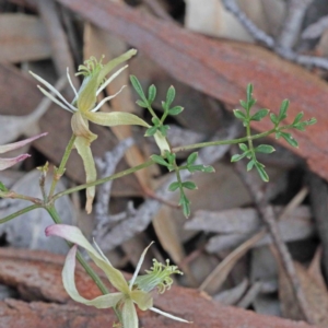 Clematis leptophylla at O'Connor, ACT - 19 Sep 2020 09:06 AM