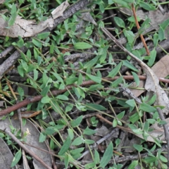 Einadia nutans (Climbing Saltbush) at O'Connor, ACT - 18 Sep 2020 by ConBoekel