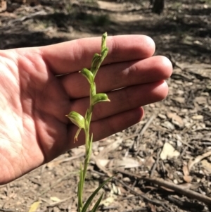 Bunochilus montanus (ACT) = Pterostylis jonesii (NSW) at Cotter River, ACT - 6 Sep 2020