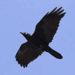 Corvus mellori at Michelago, NSW - 18 Apr 2020
