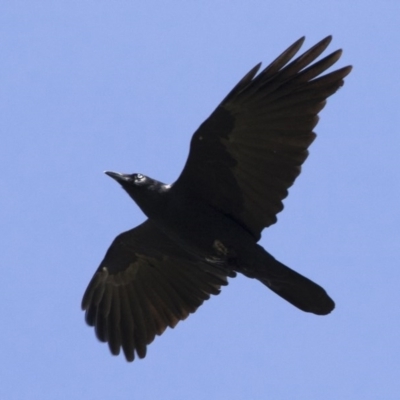 Corvus mellori (Little Raven) at Illilanga & Baroona - 18 Apr 2020 by Illilanga