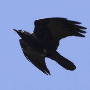 Corvus mellori at Michelago, NSW - 18 Apr 2020