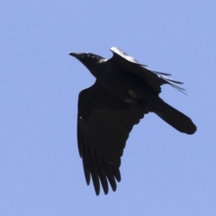 Corvus mellori at Michelago, NSW - 18 Apr 2020 12:08 PM