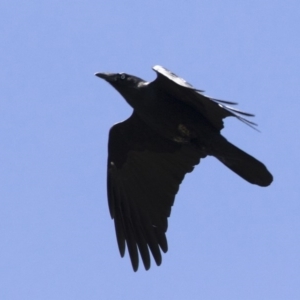 Corvus mellori at Michelago, NSW - 18 Apr 2020