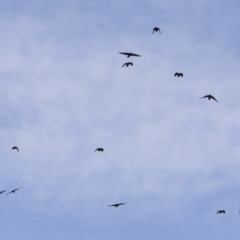 Corvus mellori at Michelago, NSW - 18 Apr 2020