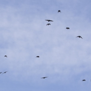 Corvus mellori at Michelago, NSW - 18 Apr 2020