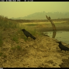 Corvus coronoides (Australian Raven) at Illilanga & Baroona - 2 Jan 2020 by Illilanga