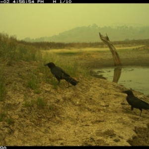 Corvus coronoides at Michelago, NSW - 2 Jan 2020