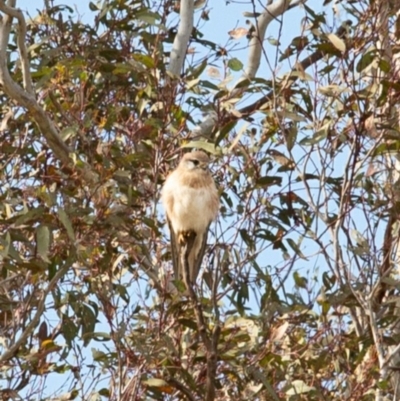 Falco cenchroides (Nankeen Kestrel) at Queanbeyan Nature Reserve - 18 Sep 2020 by Speedsta